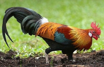 Jungle fowl