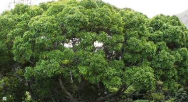 Naa Tree