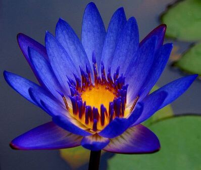 Blue water Lilly